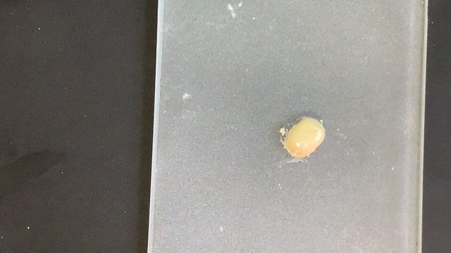 Замешивание Biodentine