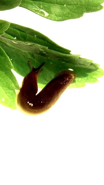 Do you wonder why slugs are slimy? #LittleWonder information pack! смотреть онлайн