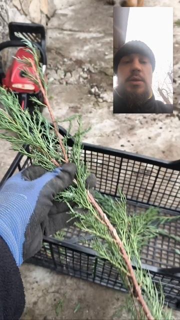 Черенкование идёт полным ходом 🫡 смотреть онлайн