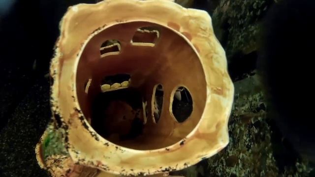 Каникулы Новый год. Елец-Воронеж-Чаплыгин SJCAM SJ4000 смотреть онлайн