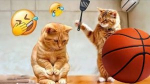 Самые смешные собаки и кошки 2025😍Будешь смеяться - проиграешь 😅🐱  Самые смешные видео с кошками