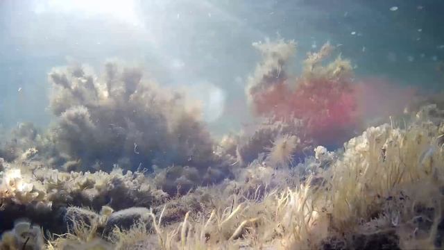 Воспоминания об осени 2024 года. Черное море. смотреть онлайн