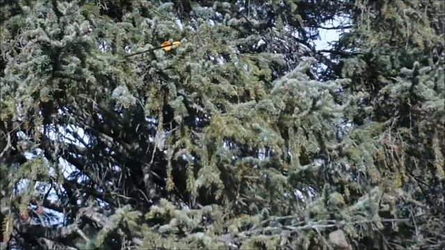 Insane Winter Camping (Gone Wrong) Camp Gardener Insane Mannequin Challenge смотреть онлайн