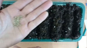 Рассада нивяника Серебряная принцесса из семян. Посев. Сезон 2024