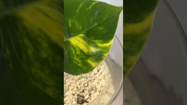Hawaiian Pothos смотреть онлайн