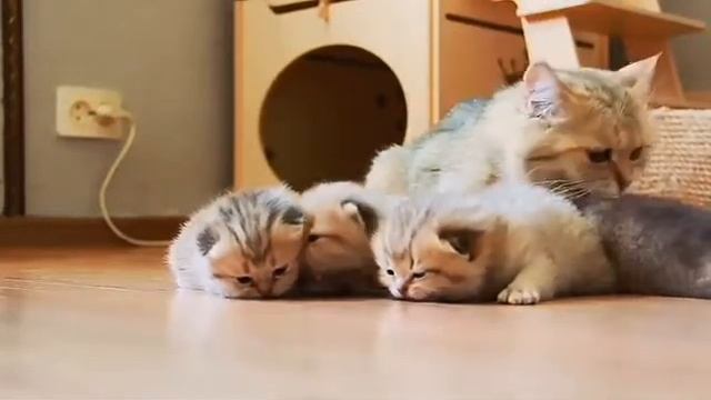 Кошка следит за детьми смотреть онлайн