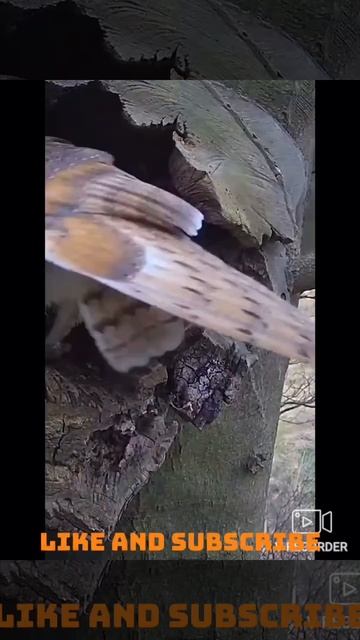 Barn Owl #shorts #owls #birdsounds #birdslover смотреть онлайн