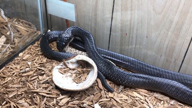 Indigo Eats RattleSnake смотреть онлайн