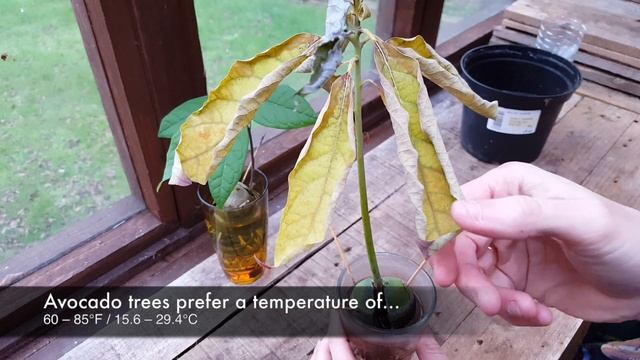 ★ When to: Transplant an Avocado Tree into Soil or Pot on in a Container (An Update & More Info) смотреть онлайн