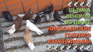 🕊🕊🕊 Снимаю своих голубей вечером дома. Николаевские голуби в Каменоломни. Pigeons.