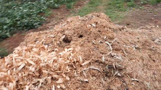 sawdust for mushrooms; Growing mushrooms in sawdust смотреть онлайн