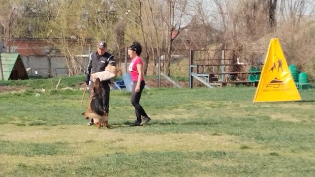 1 Отл. КЧК Баларис ШТЕРН +++ №54 / КЧК КРАСНОДАР 30 марта`25 В.Хижняк Моно немецких овчарок