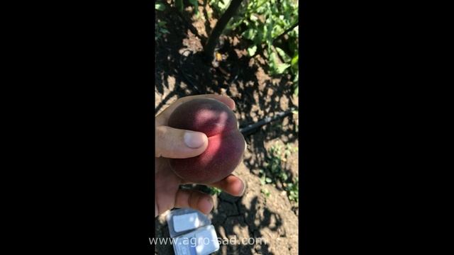 Персик Фреш Вайт - необычный цвет мякоти - Агро Сад 2023 смотреть онлайн