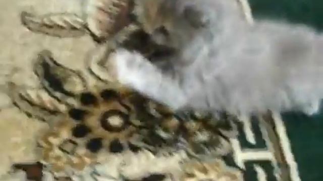 котяра не отдаёт игрушку!!!!!!!!!смотреть всем :D смотреть онлайн