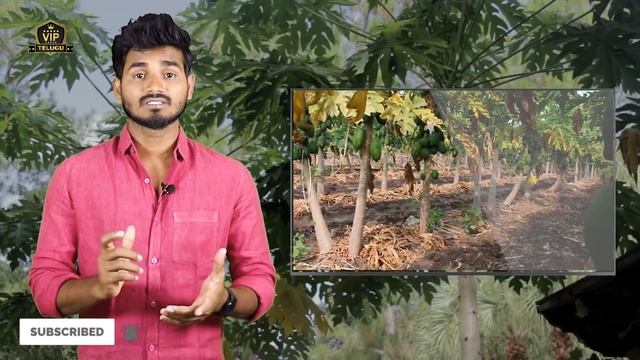 Amazing Health Benefits Of Papaya For Men In Telugu | Papaya Helath Benefits In Telugu