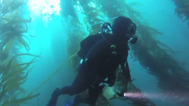 Scuba Diving in Heisler Park, Laguna Oct 2020 смотреть онлайн