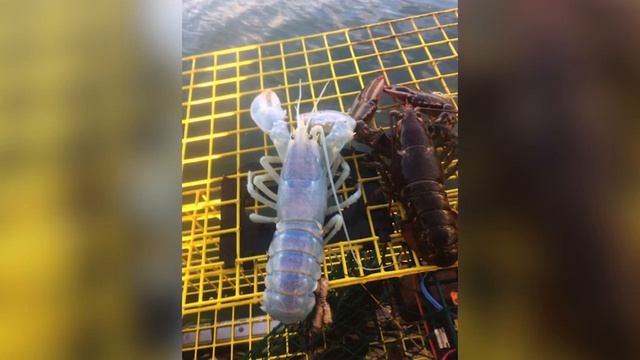 'Definitely Weird': This One-Of-A-Kind Ghostly, Translucent Lobster Was Found Near Maine | TIME смотреть онлайн