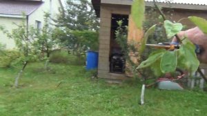 ИСПРАВЛЯЕМ ФОРМИРОВКИ САЖЕНЦЕВ яблонь ИЗ ПИТОМНИКА. Как кормить деревья