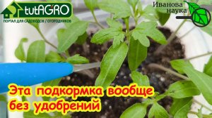 УТОЛЩЕНИЕ РАССАДЫ УЖЕ ВИДНО НА ТРЕТИЙ ДЕНЬ! Поливаю рассаду вот таким раствором!