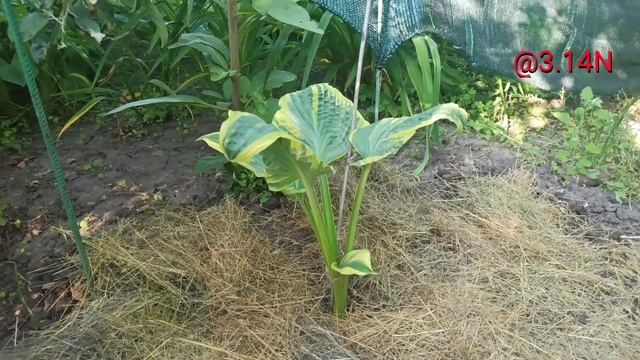 ☘️прибытие Короля#petrnovar #запорожье #hostas #хосты #The King#репортаж смотреть онлайн