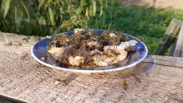 пчелы смотреть онлайн