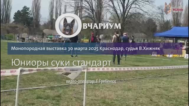 ЮНИОРЫ СУКИ / КЧК КРАСНОДАР 30 марта`25 В.Хижняк Моно немецких овчарок