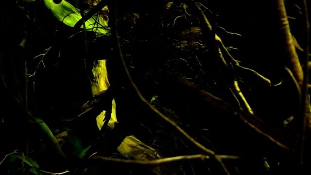 Tetra rummy-nose and amber смотреть онлайн