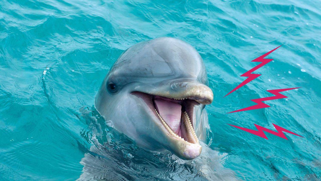 Пение Дельфинов и Звуки Океана/Релакс смотреть онлайн