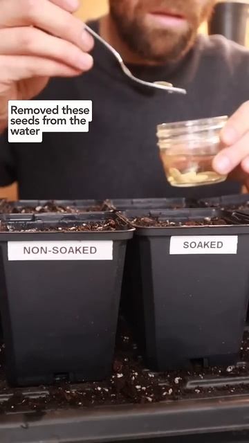 Does soaking your seeds before starting them increase germination rates?! #indoorseedstarting смотреть онлайн