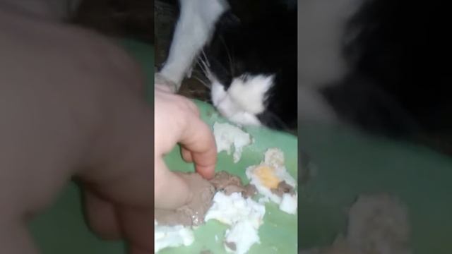 Котик уже сам кушает. Идет на поправку смотреть онлайн