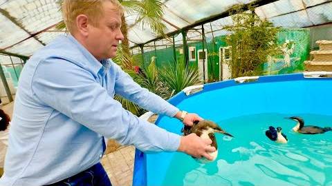 Олег Зубков выпускает спасенных птиц в бассейн, а мы все стоим и улыбаемся от счастья))) смотреть онлайн