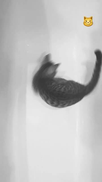 Бешеная кошка/mad cat / 🙀 #shorts #shortvideo смотреть онлайн