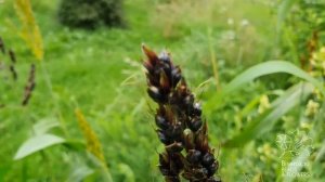 Сорго черное Сафари / Sorghum black Safari. Sorghus nigrum