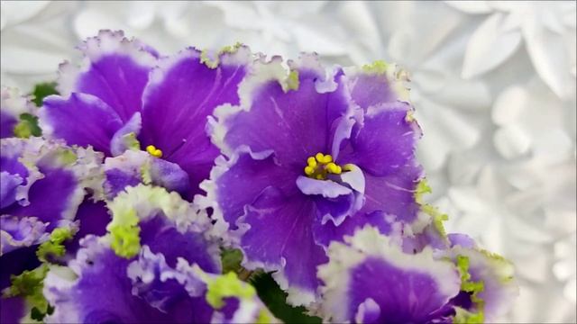 Фиалка НД-Цветок Сирени