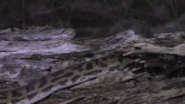 Wild pygmy banded python (Antaresia sp.) смотреть онлайн