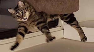 Приколы с котами! Угар! ТЕСТ НА ПСИХИКУ )))