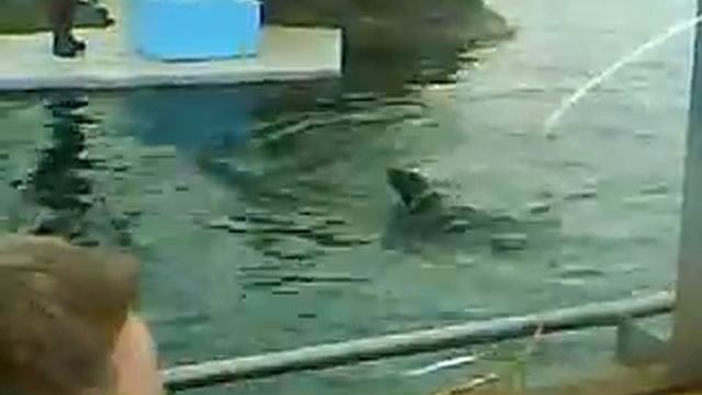 MOV00797 смотреть онлайн