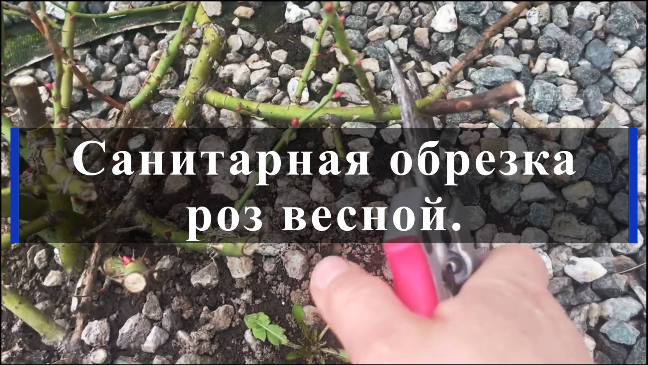 Санитарная обрезка роз весной смотреть онлайн
