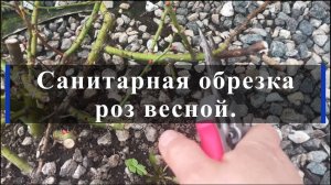 Санитарная обрезка роз весной