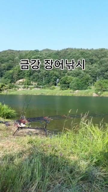 금강 영동 육식어종 사이좋게 한마리씩 그리고 다슬기#장어메기동자개#다슬기 смотреть онлайн