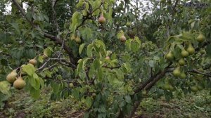 Ашуг Айдун & гр  Мубарак / На свадьбе / Живой звук