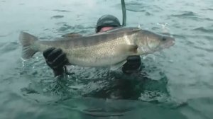 удачная охота