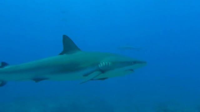 Shark Diving Bahamas 2015 смотреть онлайн