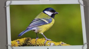 ✨Спокойной ночи, малыши✨225/2024 Пение птиц