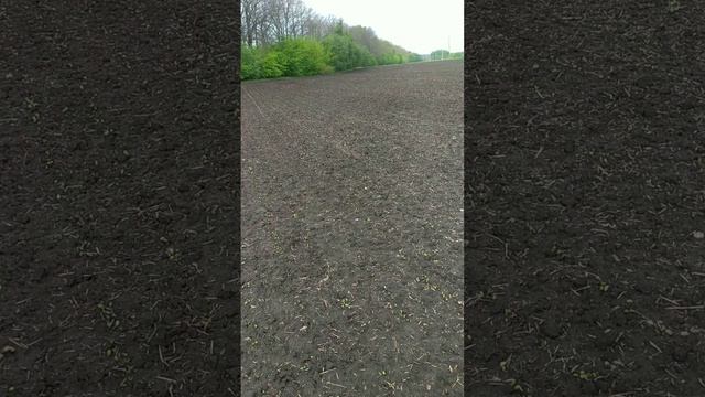 Соя первые всходы смотреть онлайн