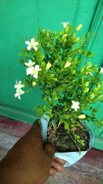 Madhu kamini flower 💚Orange jessamine Plant(Chinese box, Mock orange) смотреть онлайн