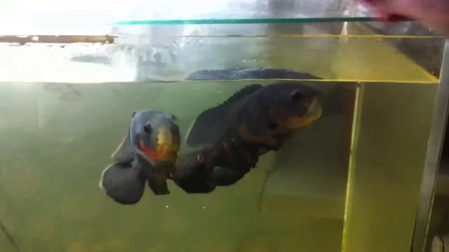 Хрум-хрум смотреть онлайн