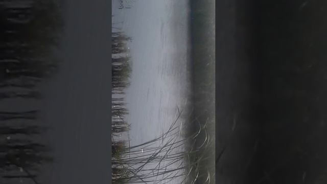 19 сентября 2017 г. смотреть онлайн