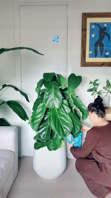 Ficus hack! Wait for the droop #shorts #fiddleleaffig смотреть онлайн