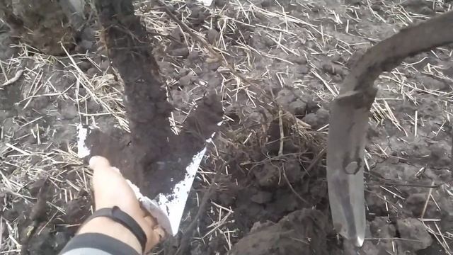 МТЗ 82.1+культиватор КПГ-4.5 по вологому грунтові🚜🇺🇦Відповіді на питання смотреть онлайн